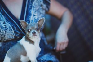 pet photography eau claire soul shine photography 2441