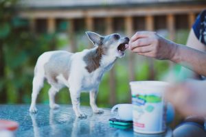 pet photography eau claire soul shine photography 2491