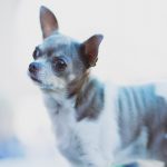 pet photography eau claire soul shine photography 2513