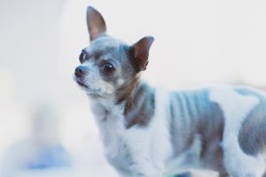 pet photography eau claire soul shine photography 2513