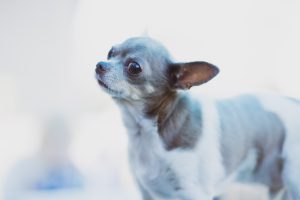 pet photography eau claire soul shine photography 2524