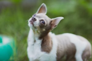 pet photography eau claire soul shine photography 2551
