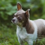 pet photography eau claire soul shine photography 2556