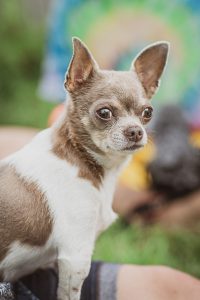 pet photography eau claire soul shine photography 2582