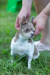 pet photography eau claire soul shine photography 2595