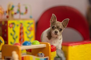 pet photography eau claire soul shine photography 2798