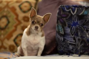 pet photography eau claire soul shine photography 2868
