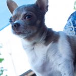 pet photography eau claire soul shine photography 8699