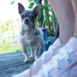 pet photography eau claire soul shine photography 8736