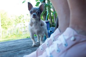 pet photography eau claire soul shine photography 8736