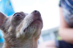 pet photography eau claire soul shine photography 8855