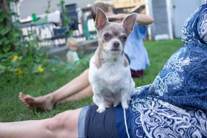 pet photography eau claire soul shine photography 8920