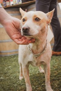 wedding photographers eau claire wi soul shine photography