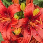 asiatic lily eau claire photographer 8870