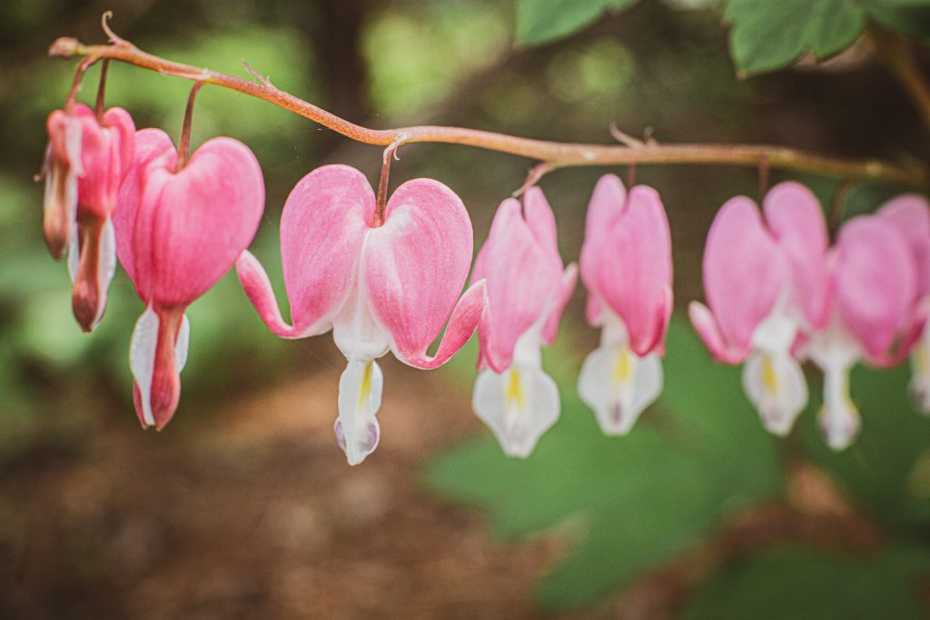 Bleeding Heart