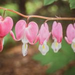 Bleeding Heart