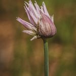 chives 5470