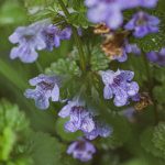 creeping charlie rain kissed 5371