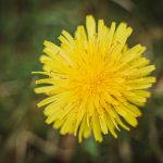 dandelions 4612