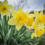 Daffodil