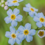 Forget Me Nots