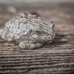 Gray Tree Frog2