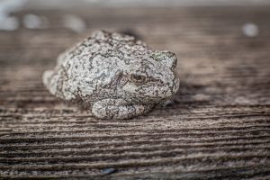 Gray Tree Frog2