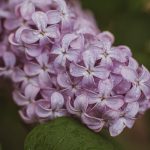 Lilacs