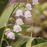 Lily of the Valley