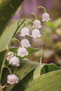 Lily of the Valley