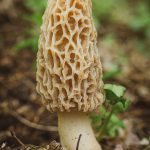 Morel Mushroom