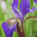Siberian iris