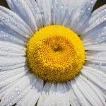 rain kissed daisy eau claire photographer 7508