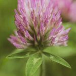 red clover eau claire photographer 7201