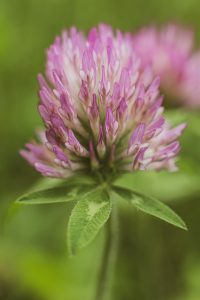 red clover eau claire photographer 7201