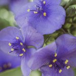 Spiderwort