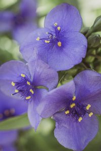 Spiderwort