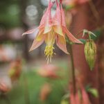 Native Columbine