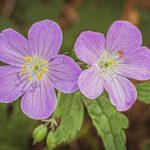 Wild Geraniums