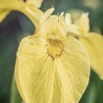 Yellow Iris