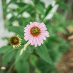 dorie gene garden portrait soul shine photography 1237