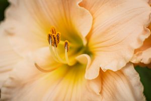 dorie gene garden portrait soul shine photography 1501