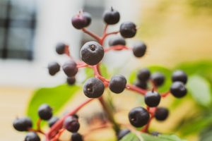 dorie gene garden portrait soul shine photography 1509