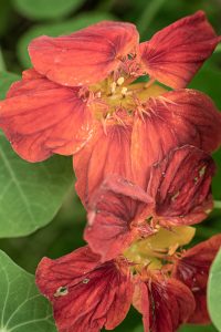 dorie gene garden portrait soul shine photography 1518