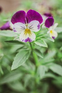 dorie gene garden portrait soul shine photography 1519