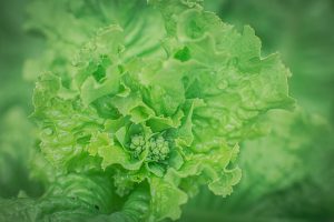 dorie gene garden portrait soul shine photography 1521