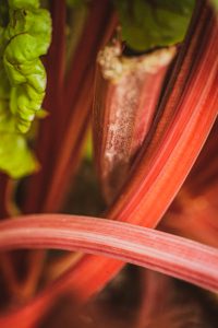 dorie gene garden portrait soul shine photography 1526