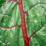 dorie gene garden portrait soul shine photography 1530