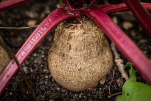 dorie gene garden portrait soul shine photography 1535