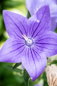 dorie gene garden portrait soul shine photography 1540